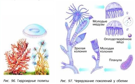 Доклад: Многообразие кишечнополостных